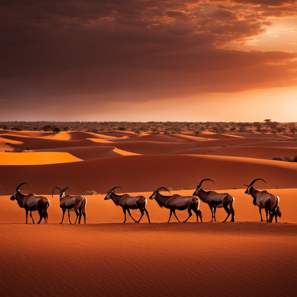 An image capturing the vastness of the Kalahari Desert, showcasing its crimson dunes stretching endlessly towards the horizon